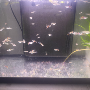 Publication de Touxy