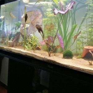 Publication de Harmony