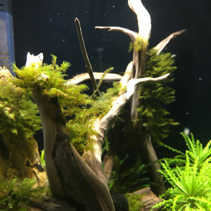 Publication de Jardico