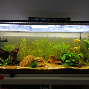 Aquarium communautaire