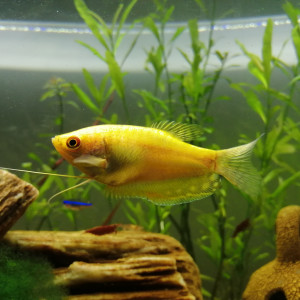 Publication de Biquet37