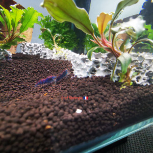 Publication de Stef-Shrimp