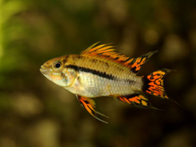 rencontres apps beaucoup de poissons