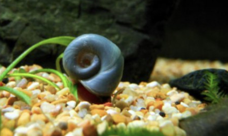 planorbis corneus
