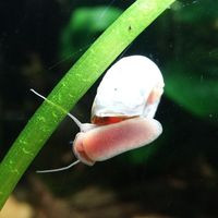 aquariophile Azylis44