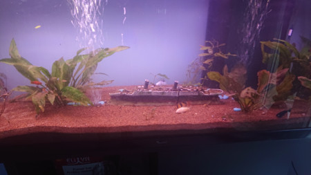 aquariophile Toto54