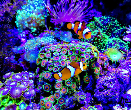 aquariophile stef_34