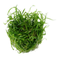 helanthium tenellum 'green'