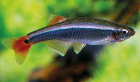 tanichthys albonubes