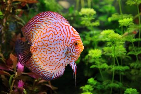 aquariophile Guppy47