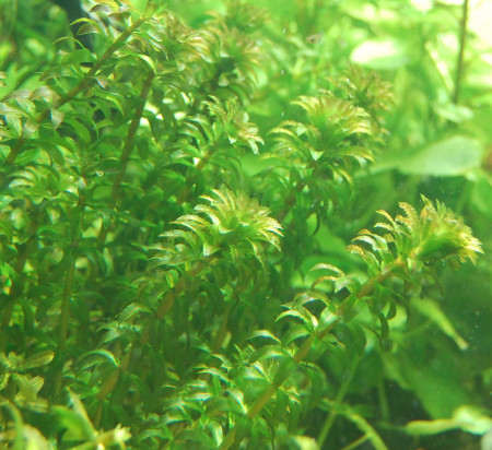 hydrilla verticillata