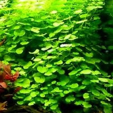 hydrocotyle leucopetala