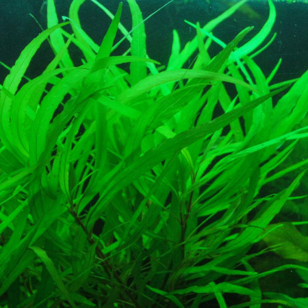 hygrophila corymbosa var. "angustifolia"