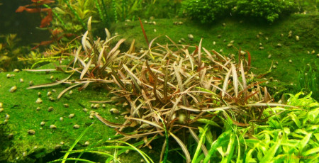 hygrophila sp. araguaia