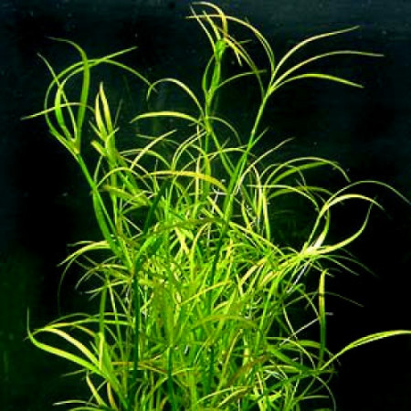 juncus repens