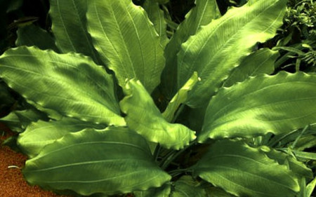echinodorus aquartica