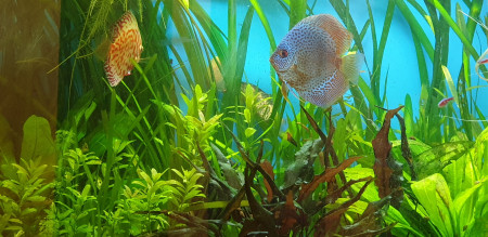 aquariophile Lena