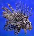 aquariophile Pterois.v