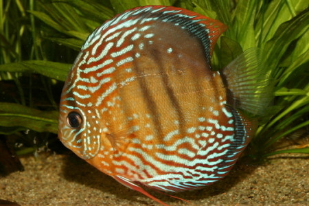aquariophile aquarium44