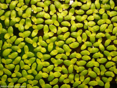 lemna perpusilla