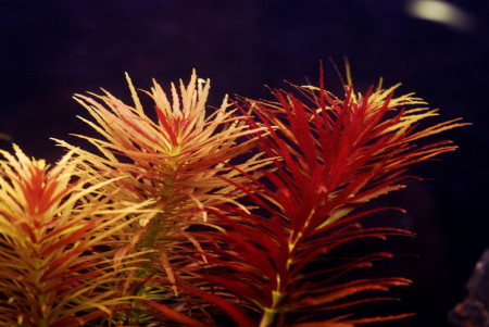 limnophila aromatica