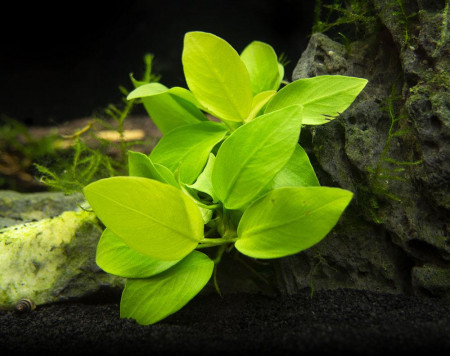 anubias barteri nana gold
