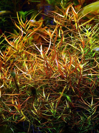 ludwigia arcuata