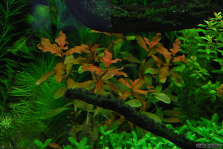 ludwigia inclinata