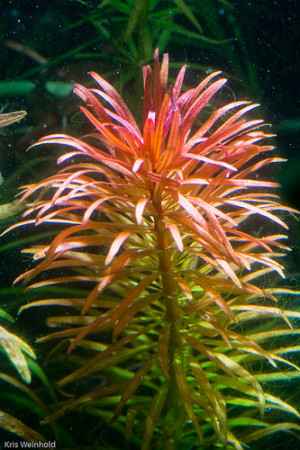 ludwigia inclinata var. "verticillata" forme ''cuba''