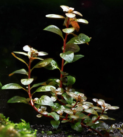 ludwigia pulvinaris