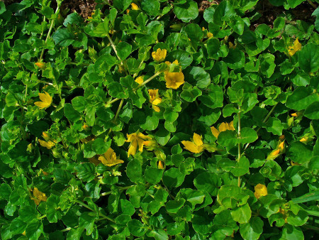 lysimachia nummularia