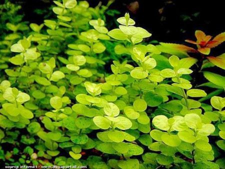 lysimachia nummularia var.