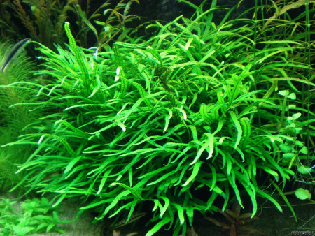 microsorum pteropus