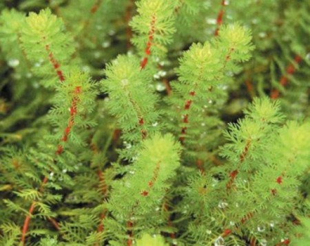 myriophyllum brasiliensis