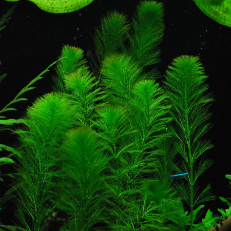 myriophyllum elatinoides