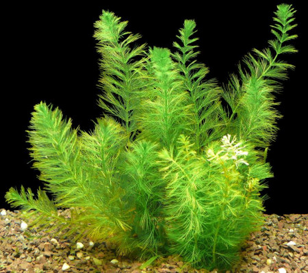 myriophyllum hippuroides