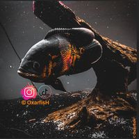 aquariophile oxarfish-insta