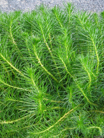 myriophyllum simulans