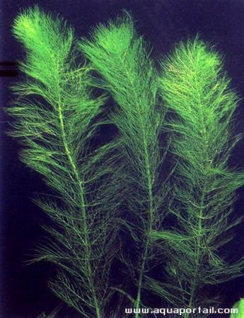 myriophyllum verticillatum