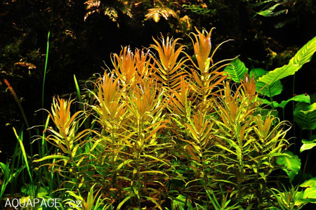 nesaea pedicellata