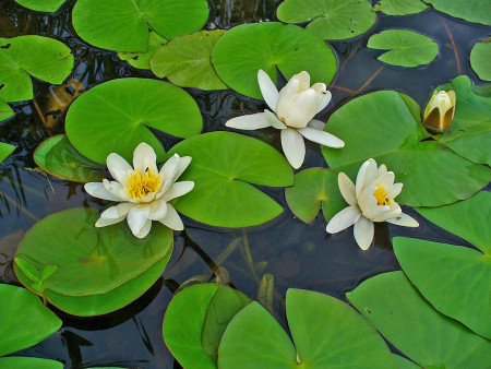 nymphaea alba