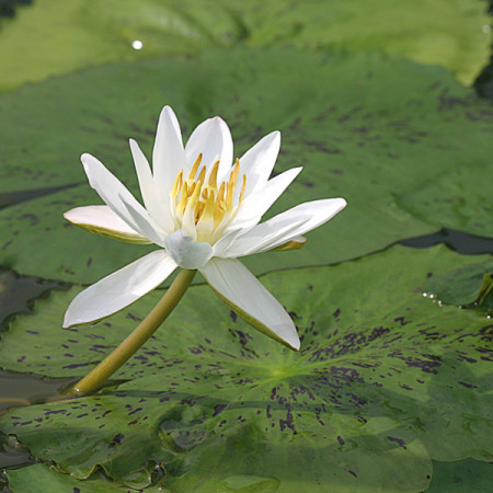 nymphaea pubescens