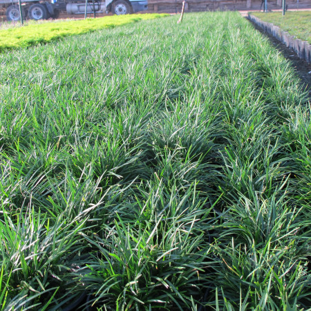 ophiopogon japonicus