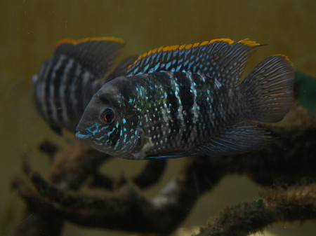 andinoacara latifrons