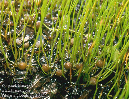 pilularia globulifera
