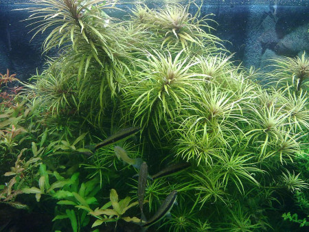 pogostemon  stellata