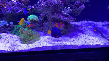 aquariophile Reefmagic