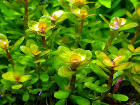 rotala indica