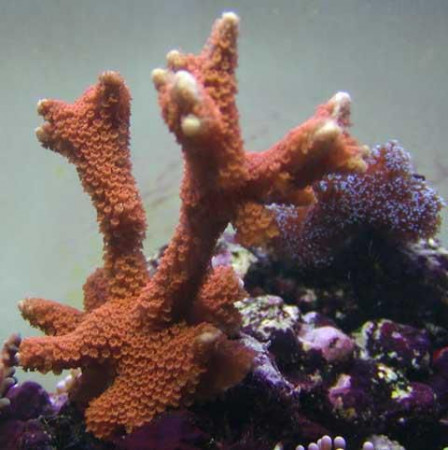 montipora digitata