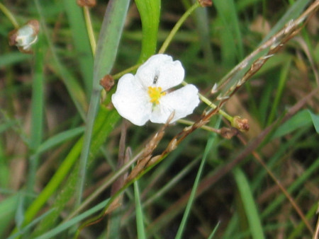 sagittaria graminea